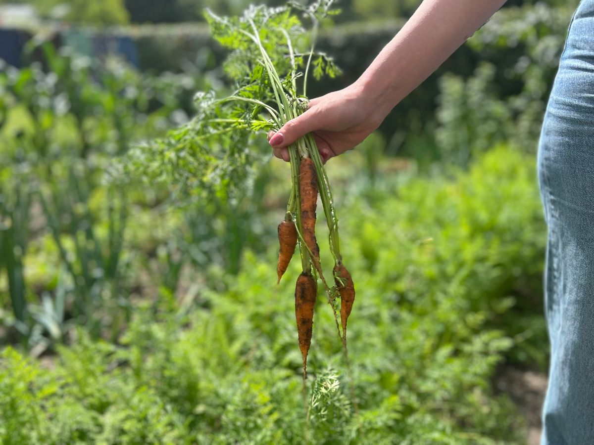 Summer in the Kitchen Garden